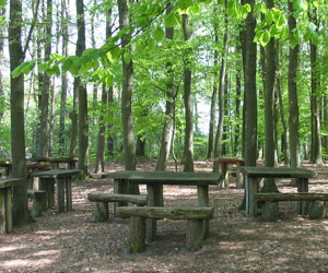 Forest School image