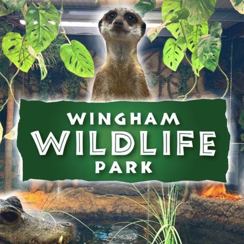 Image of Year R and Year 1 trip to Wingham Wildlife Park