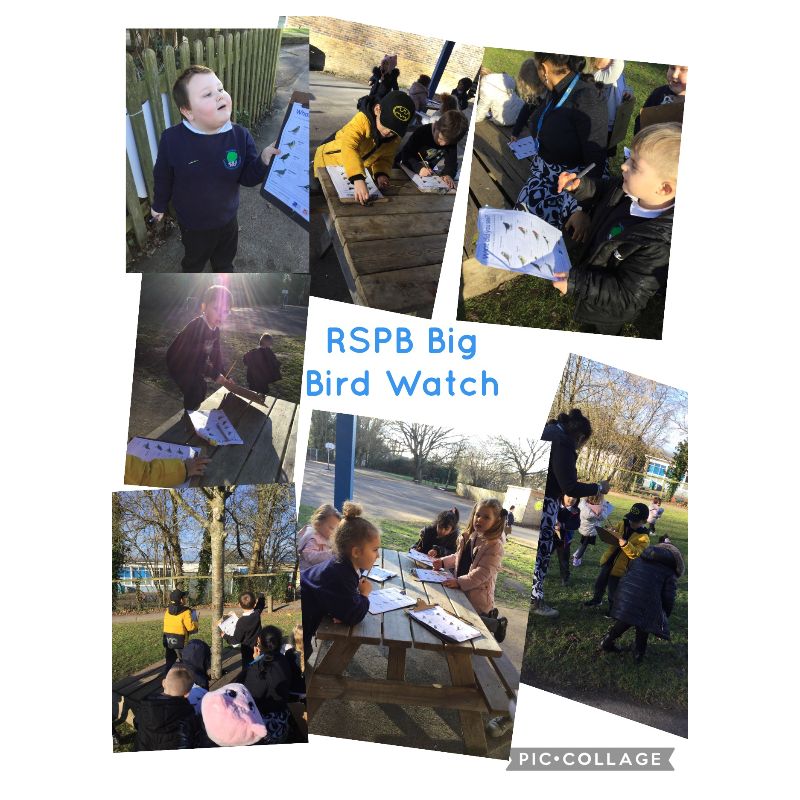 Image of RSPB Big Bird Watch